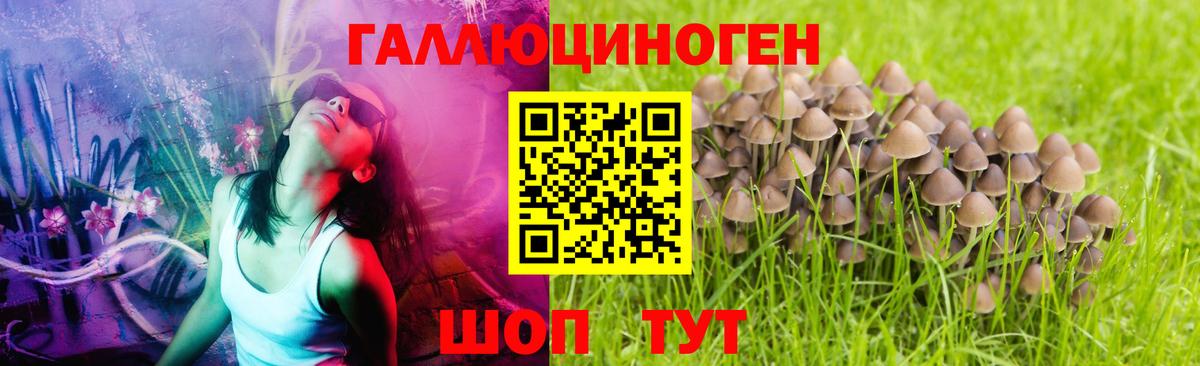 Тара  Псилоцибиновые грибы Cubensis  Вход с VPN 